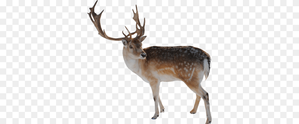 2 Reindeer File, Animal, Antelope, Deer, Mammal Free Transparent Png