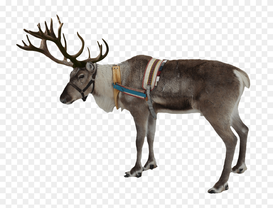 2 Reindeer Image, Animal, Horse, Mammal, Antler Free Png Download