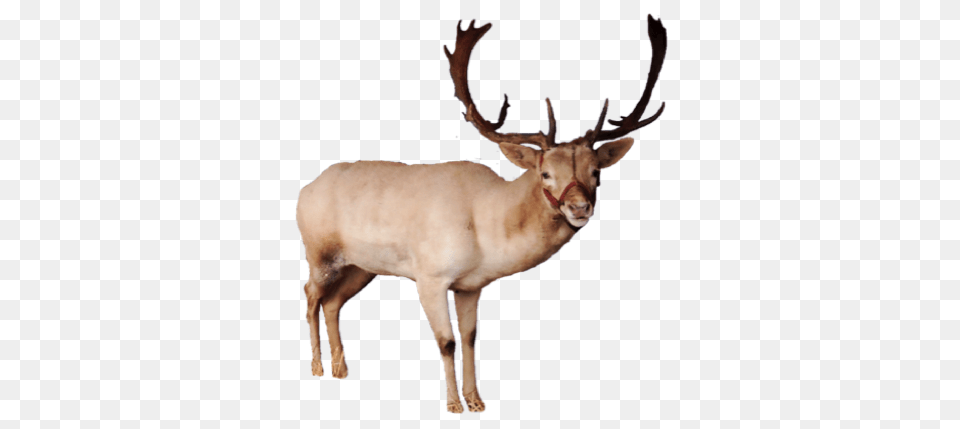 2 Reindeer Pic, Animal, Antelope, Deer, Elk Png Image