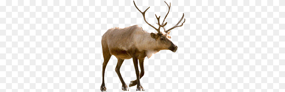 2 Reindeer Picture, Animal, Antelope, Deer, Elk Free Transparent Png