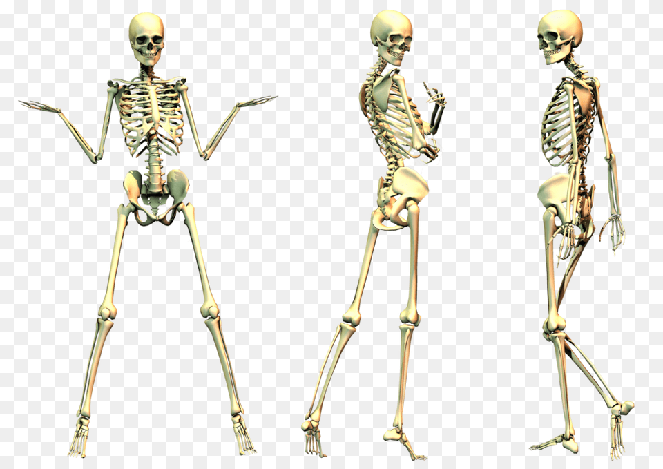 2 Skeleton File, Adult, Female, Person, Woman Free Png