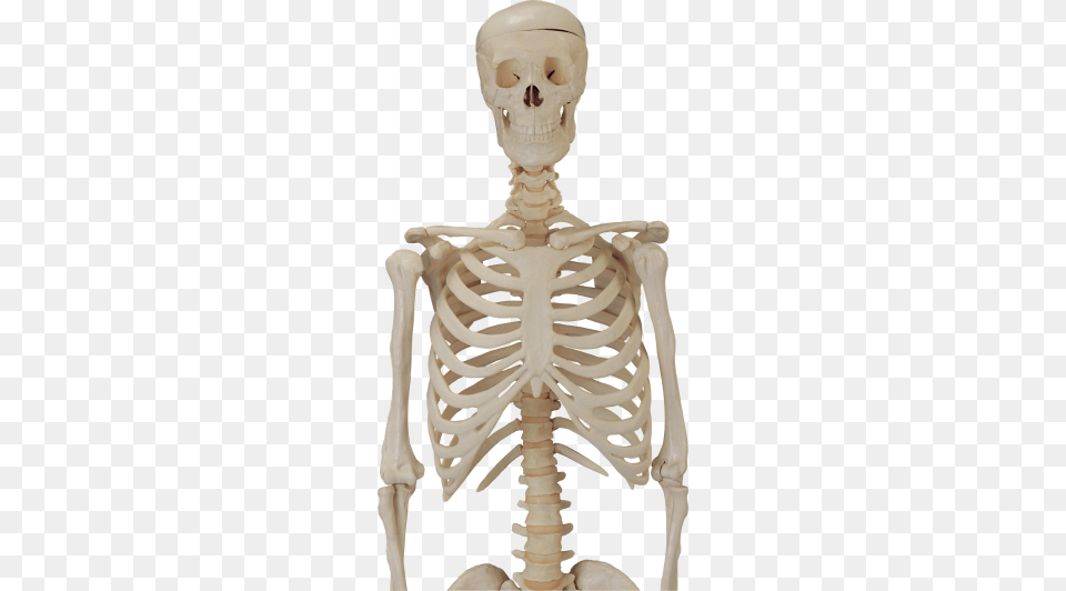 2 Skeleton Image, Baby, Person Free Png Download