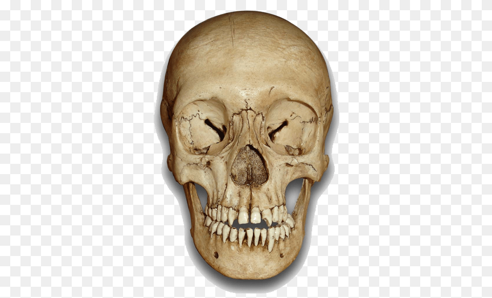 2 Skeleton Head File, Person, Face Free Png Download