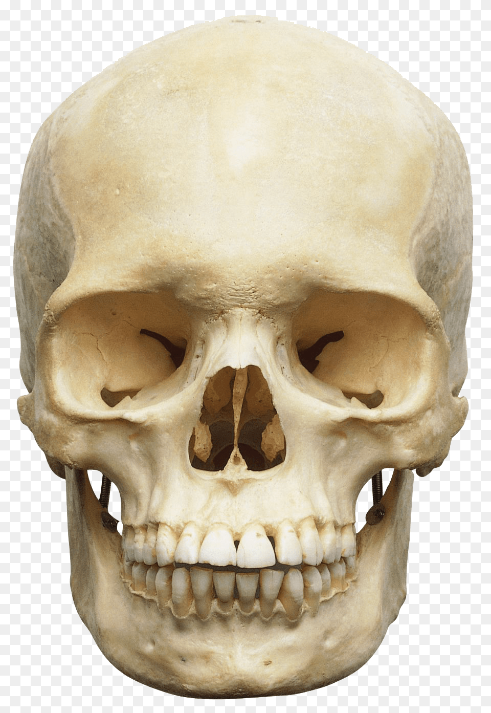 2 Skeleton Head Image, Person, Face Free Png