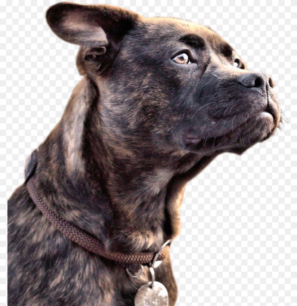 2 Stray Dog, Animal, Canine, Mammal, Pet Png Image