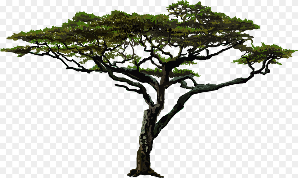 Live Oak, Green, Plant, Tree, Sycamore Free Png
