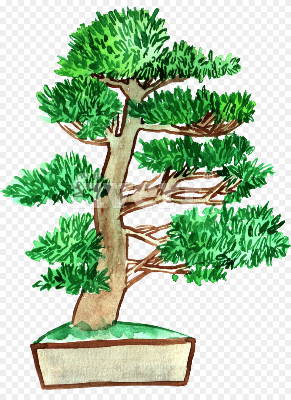 Future Trunks, Plant, Potted Plant, Tree, Conifer Png