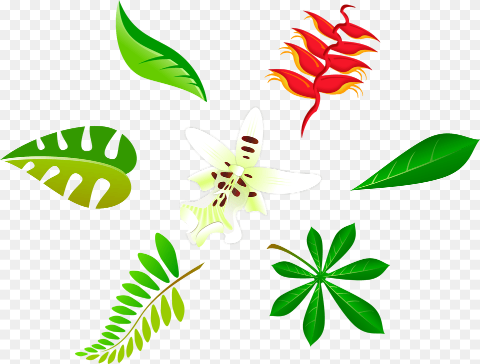 2004 X 1524 2 Leaf Vector Art, Flower, Plant, Vegetation, Green Png