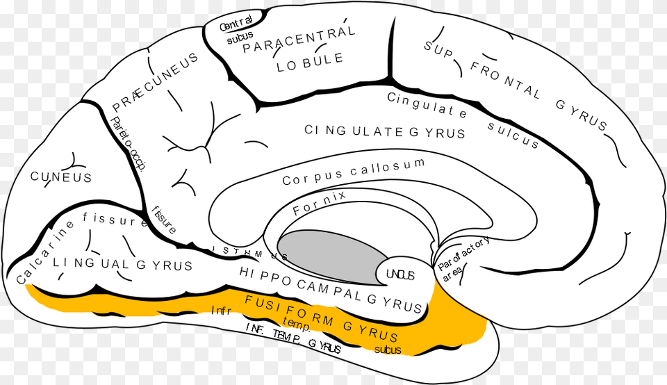 2013 01 10 Gray727 Fusiform Gyrus Gyrus Occipitotemporal Medialis, Baby, Person, Diagram Png