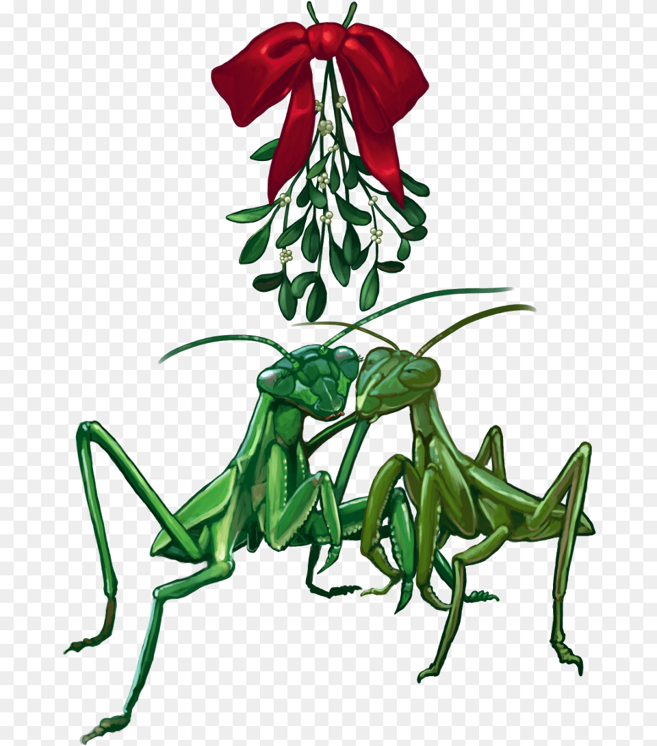 2013 Christmascard Mantis1scaled 2013 Christmascard Mistletoe, Animal, Cricket Insect, Insect, Invertebrate Free Png