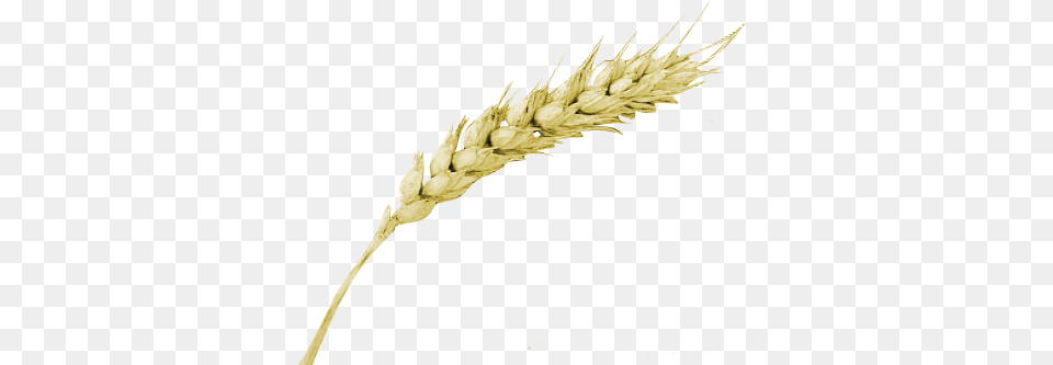 Trigo, Food, Grain, Produce, Wheat Png