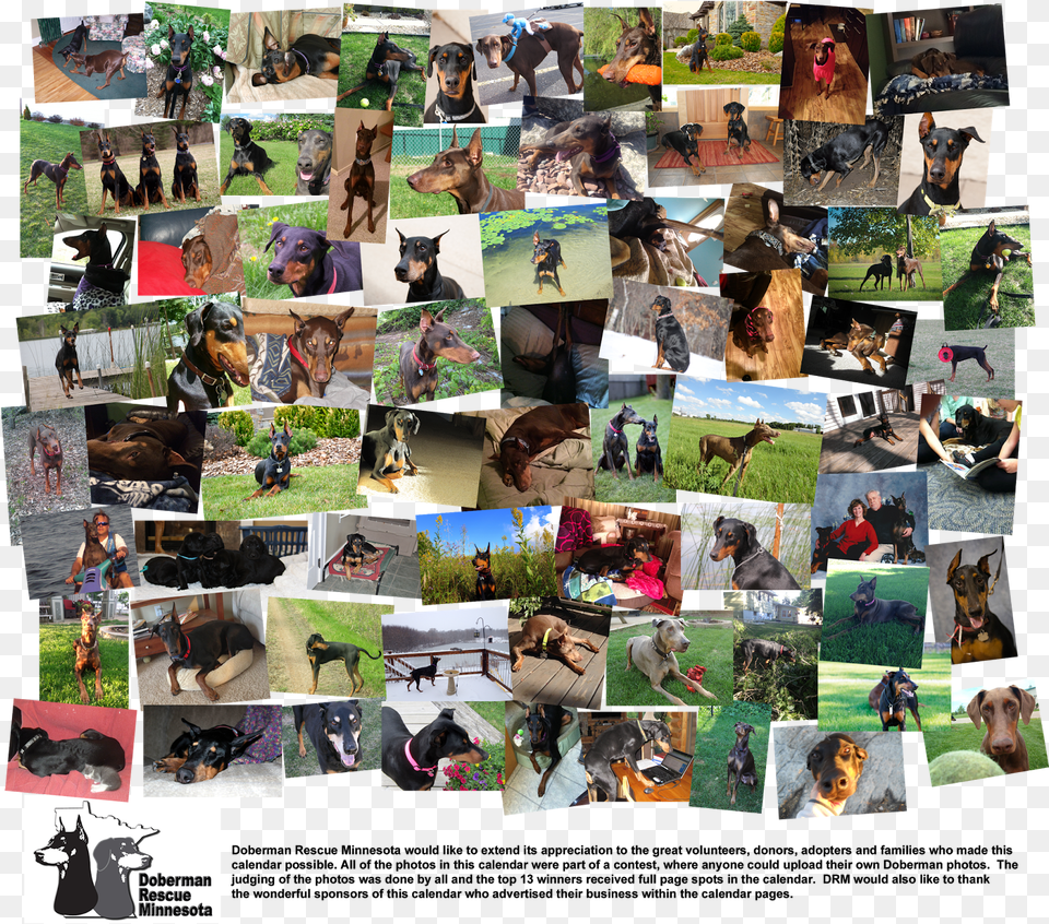 2015 Doberman Rescue Calendars Now Available 15 Each Collage Png