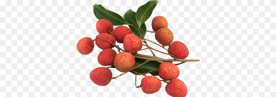 2015 Lychee Fruit Season Is Almost Here And We Are Lychees Fruit, Food, Plant, Produce, Berry Png