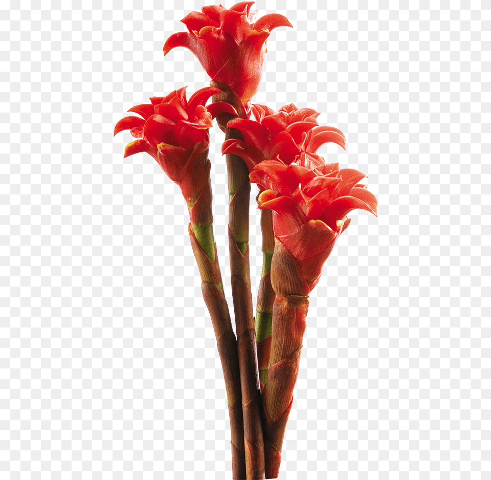 2016, Flower, Plant, Petal, Flower Arrangement Free Png