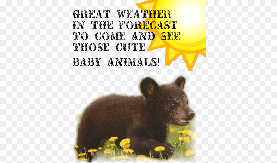 2016 Baby Animal Days Family 4 Pack Kitchenaid The Source Of Lightning, Bear, Mammal, Wildlife, Flower Png Image