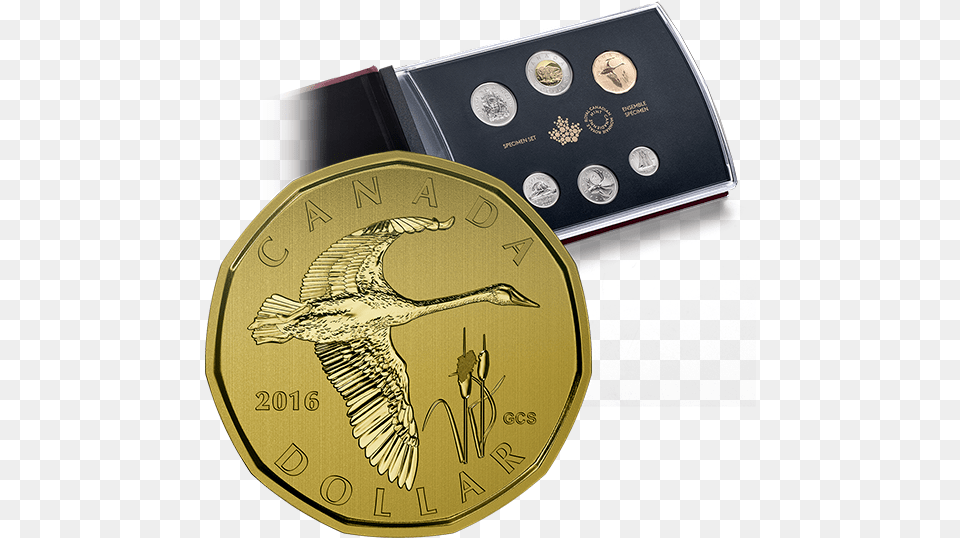 2016 Canada Specimen Set, Gold, Coin, Money, Animal Free Png Download