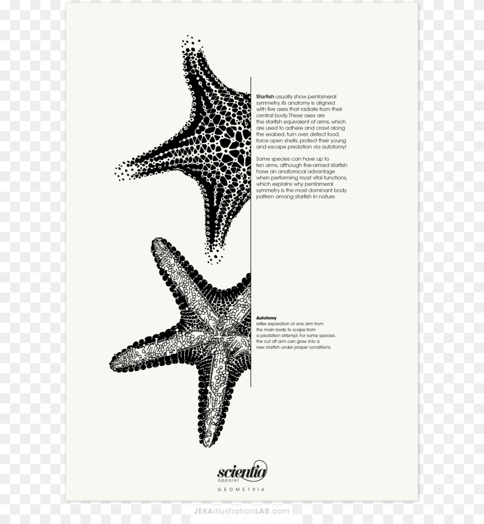 2016 Jessica Himarli Rivas Starfish, Animal, Sea Life, Invertebrate, Bird Free Png