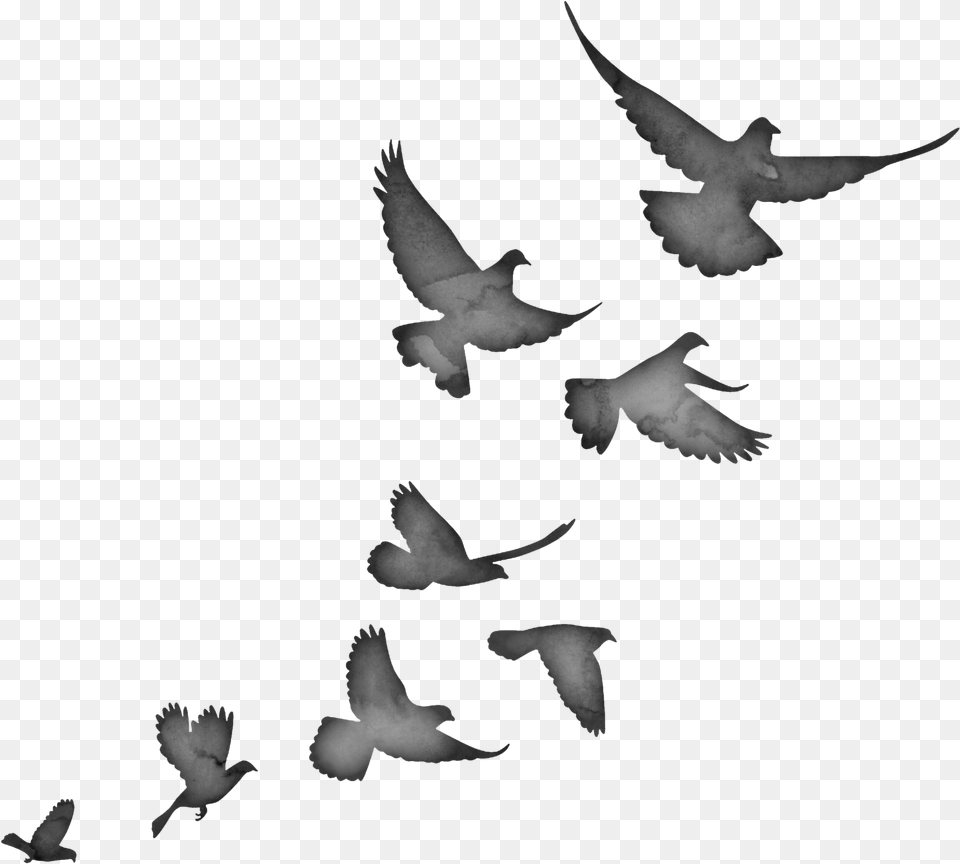 2016 Morgan Caleb Lexington Ky, Animal, Bird, Flying, Pigeon Png Image