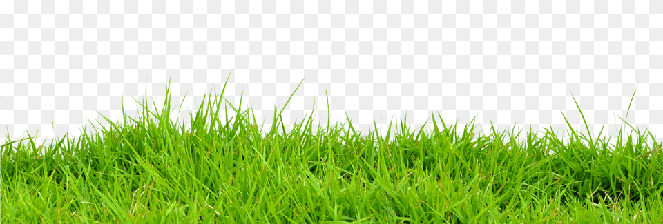 2016 Teamscaping Inc Green Pastures, Grass, Lawn, Vegetation, Plant Png