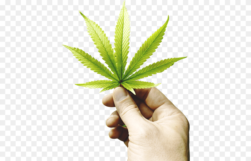 2017 Marijuana Law Changes, Leaf, Plant, Baby, Person Free Png Download