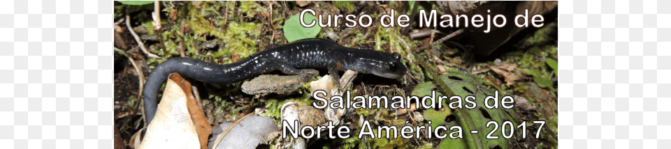 2017 Salamander Course Es, Animal, Amphibian, Wildlife, Reptile Free Png Download