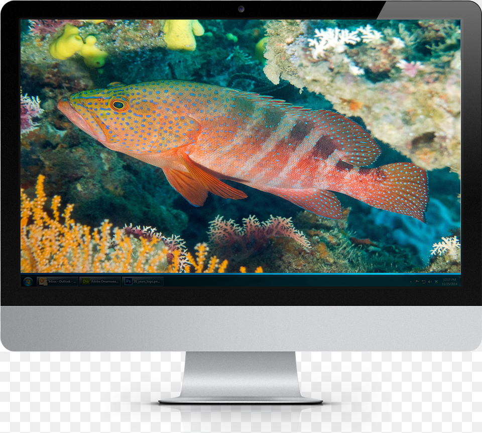 2017 Tropical Fish Calendar Windows Theme Computer Monitor, Animal, Sea Life, Screen, Water Png