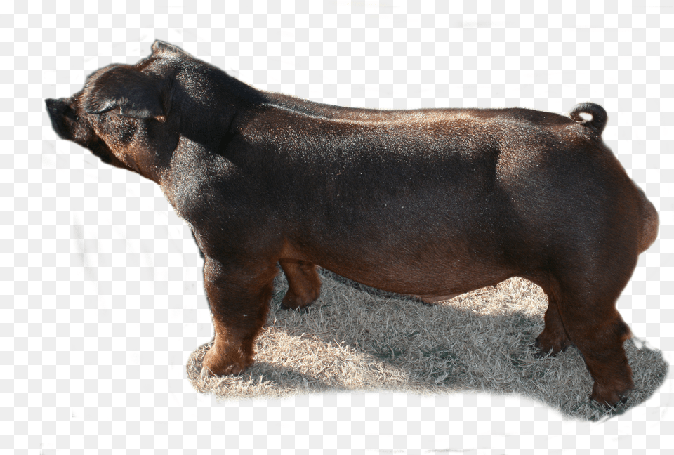 2018 Champion Duroc Domestic Pig, Animal, Mammal, Hog, Boar Free Png