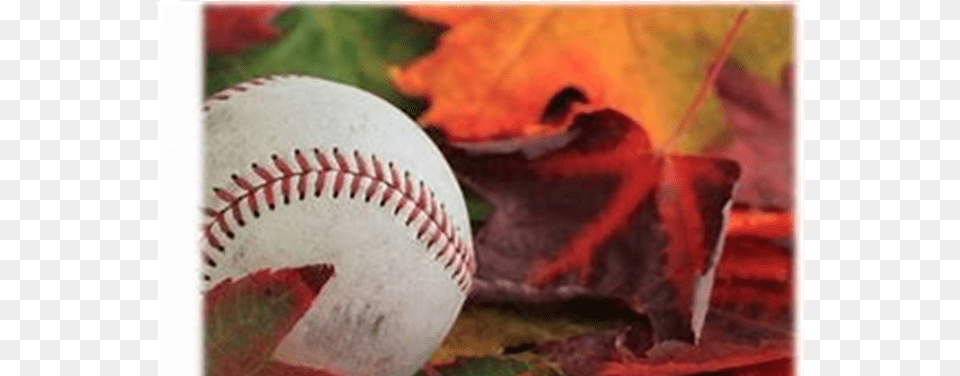 2018 Fall Ball, Baseball, Baseball (ball), Leaf, Plant Free Png