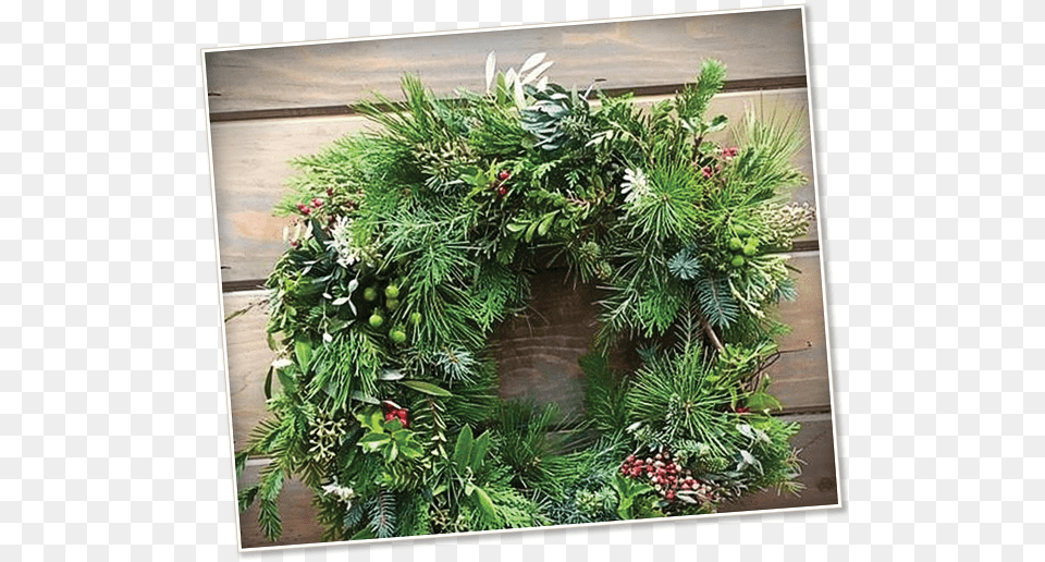 2018 Holiday Wreath Workshop High Hand Nursery Christmas Day, Christmas Decorations, Festival Png Image