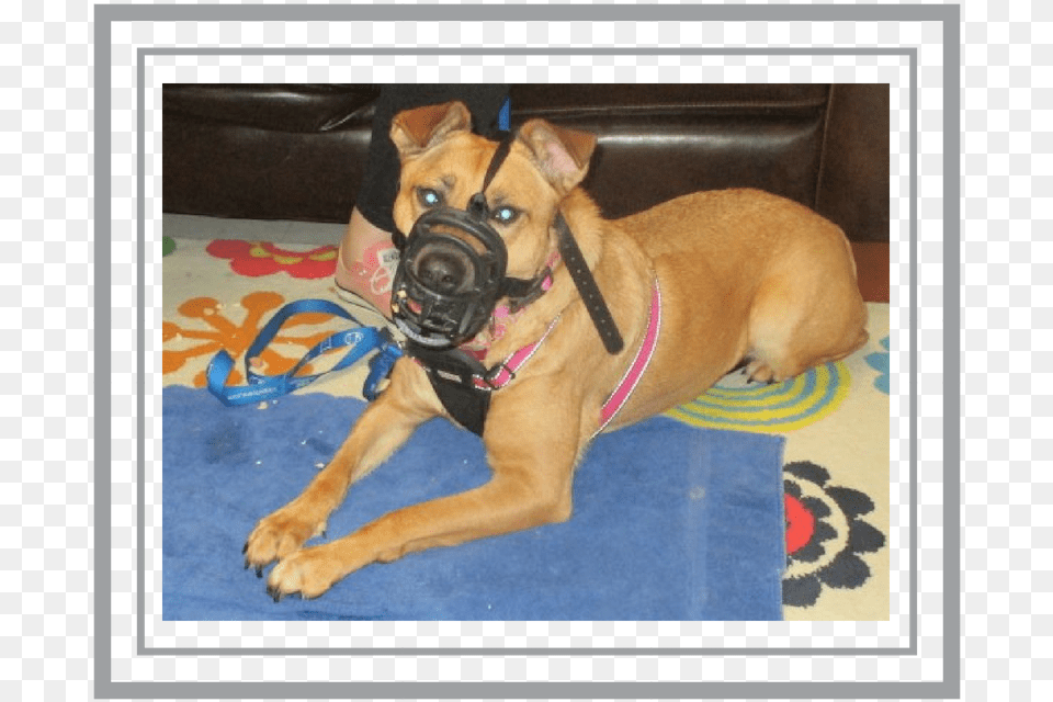 2018 Nov 1 Blog Muzzle Boxer, Accessories, Animal, Bulldog, Canine Free Png