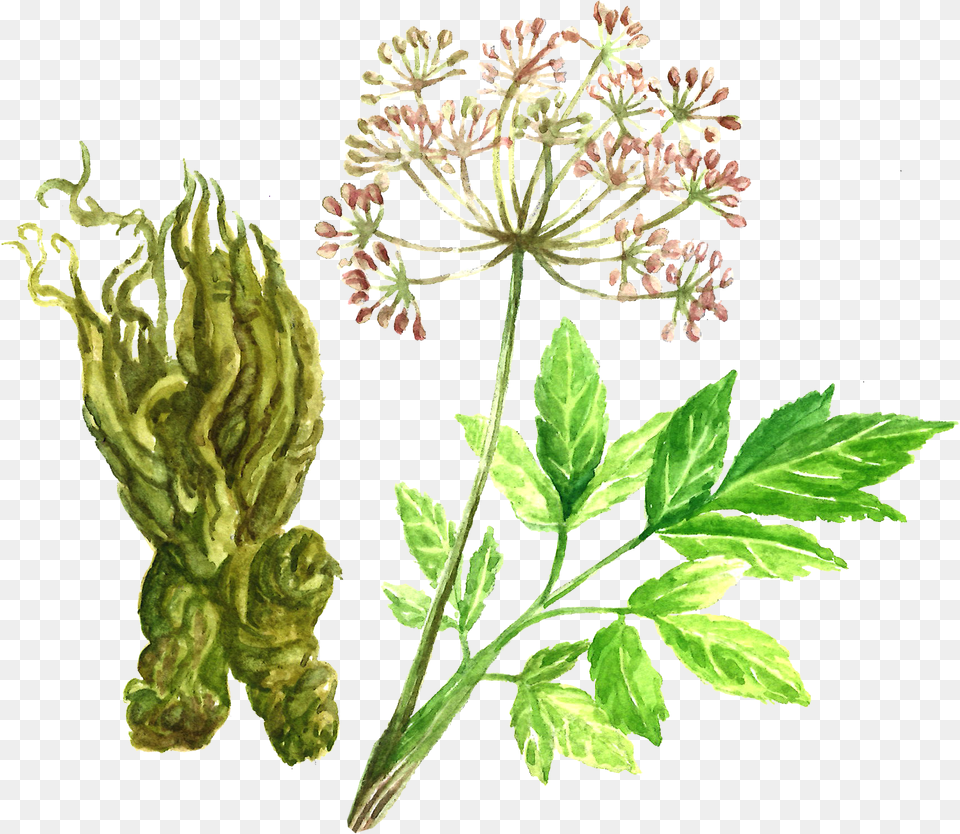 2019 0611t2038, Apiaceae, Flower, Herbal, Herbs Png