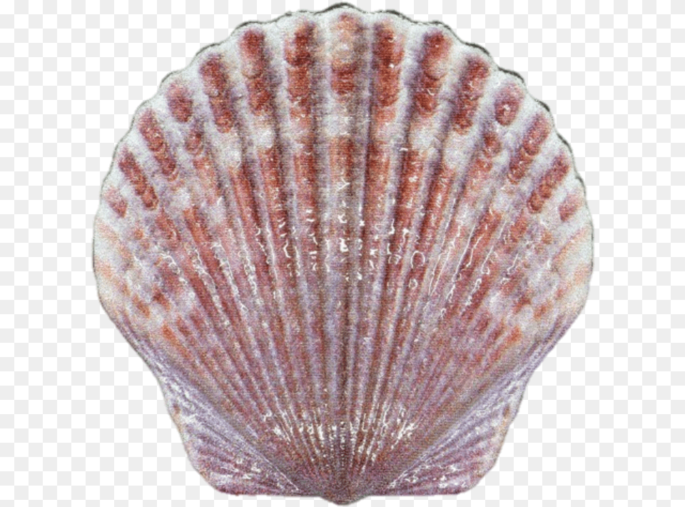 2019 10 Gram Fiji Castaway Collection Seashell 999 Sea Shell, Animal, Clam, Food, Invertebrate Free Transparent Png