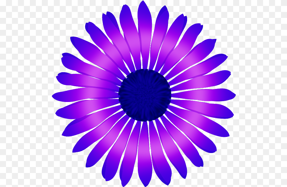 2019 Blanco Y Negro, Daisy, Flower, Plant, Purple Free Png Download