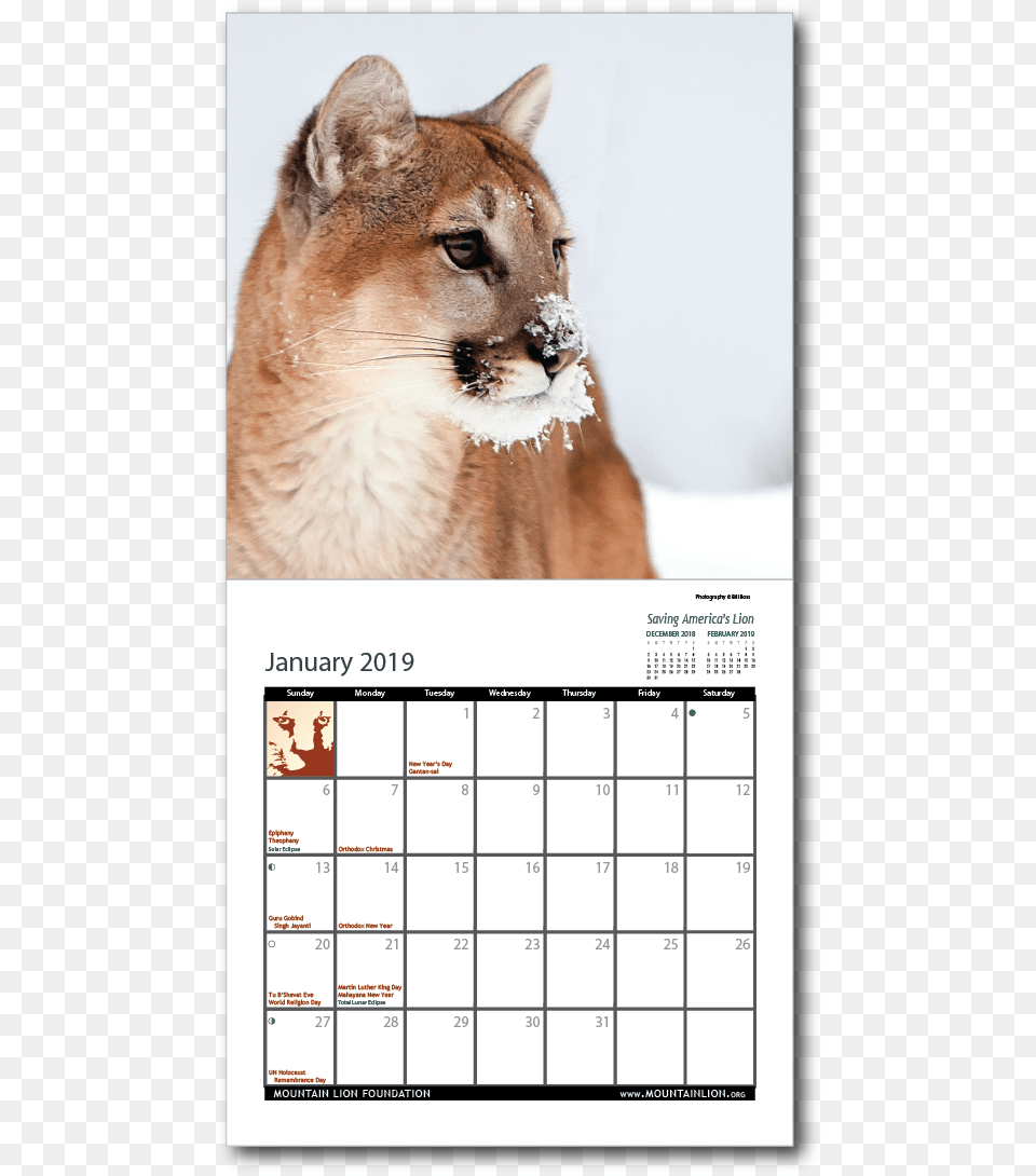 2019 Calendar Inside Cougar, Text, Animal, Wildlife, Mammal Png