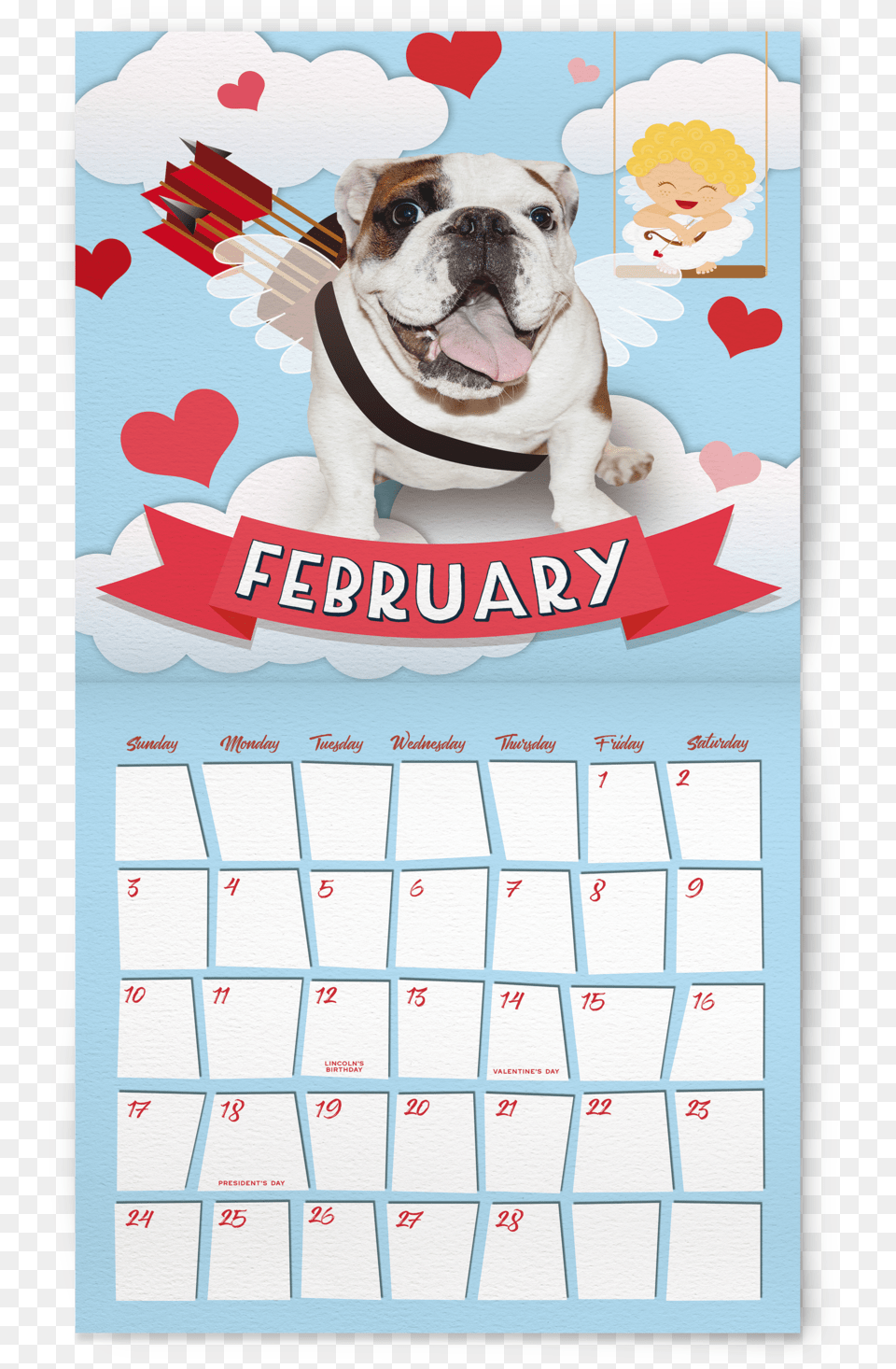 2019 English Bulldog Hanging Wall Calendar, Animal, Pet, Mammal, Canine Free Png Download