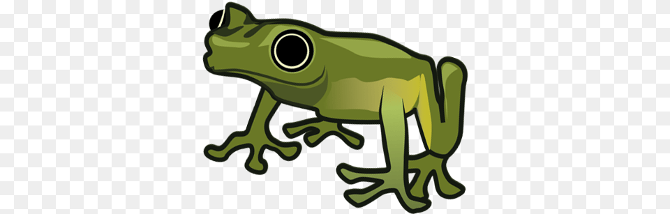 2019 Evening Of The Frogs Stockholms Tree Frog, Amphibian, Animal, Wildlife, Tree Frog Free Png Download