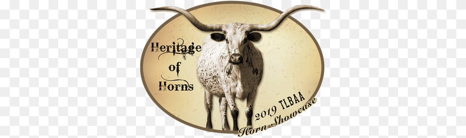 2019 Horn Showcase Texas Longhorn, Animal, Cattle, Livestock, Mammal Free Png Download