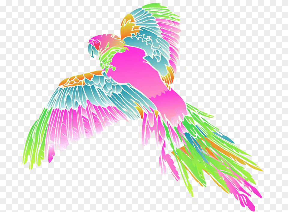 2019 Matthew Williamson Illustration, Animal, Bird, Parrot Png