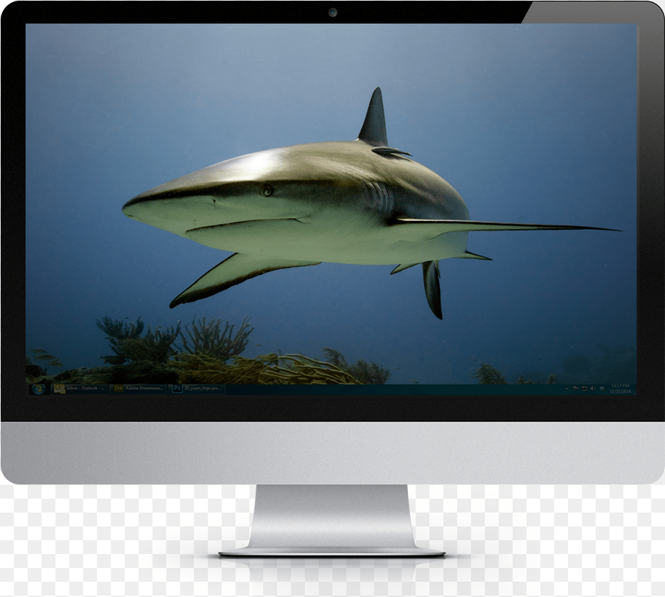 2019 Tropical Fish Calendar Windows Theme Led Backlit Lcd Display, Monitor, Computer Hardware, Electronics, Hardware Png