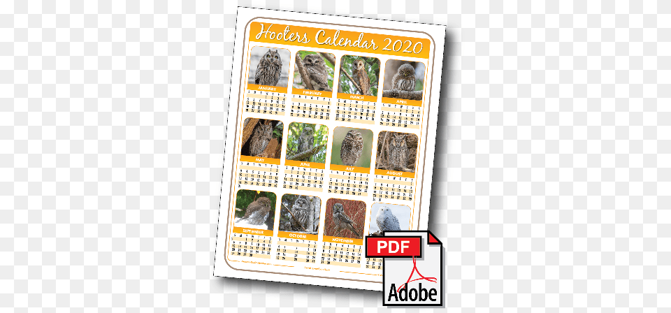 2020 Hooters Owl Calendar Hooters Bird Calendar 2020, Text, Animal Png Image