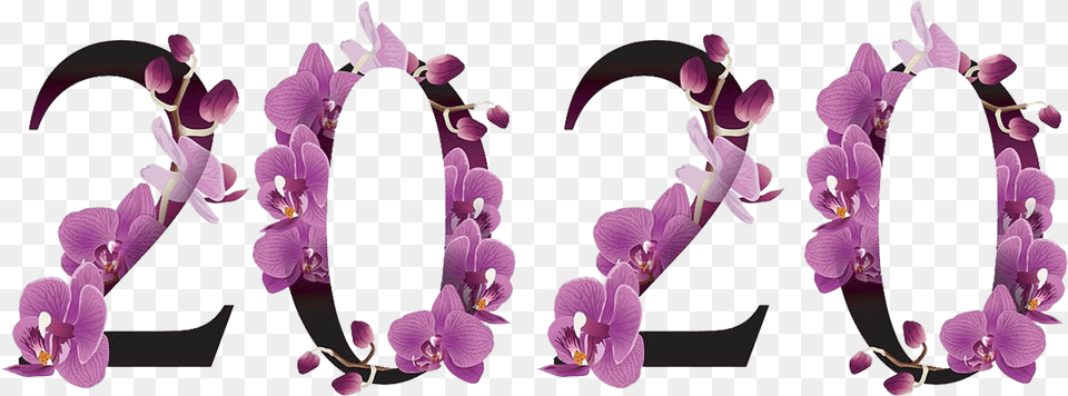 2020 Number Pic Background Scorpion, Flower, Orchid, Plant Free Png
