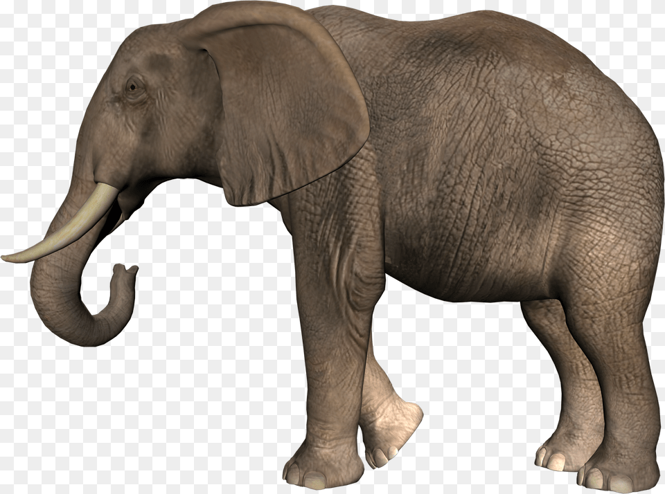 Elephant, Animal, Mammal, Wildlife Free Transparent Png