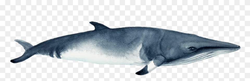 Dolphin, Animal, Mammal, Sea Life, Whale Free Png Download