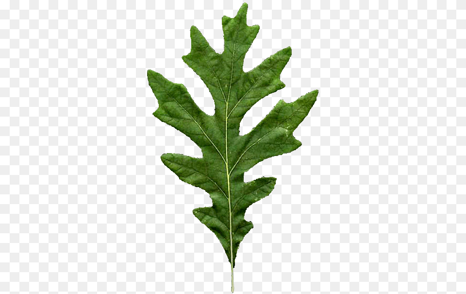 207 Kb Quercus Alba Leaf, Plant, Tree Free Transparent Png
