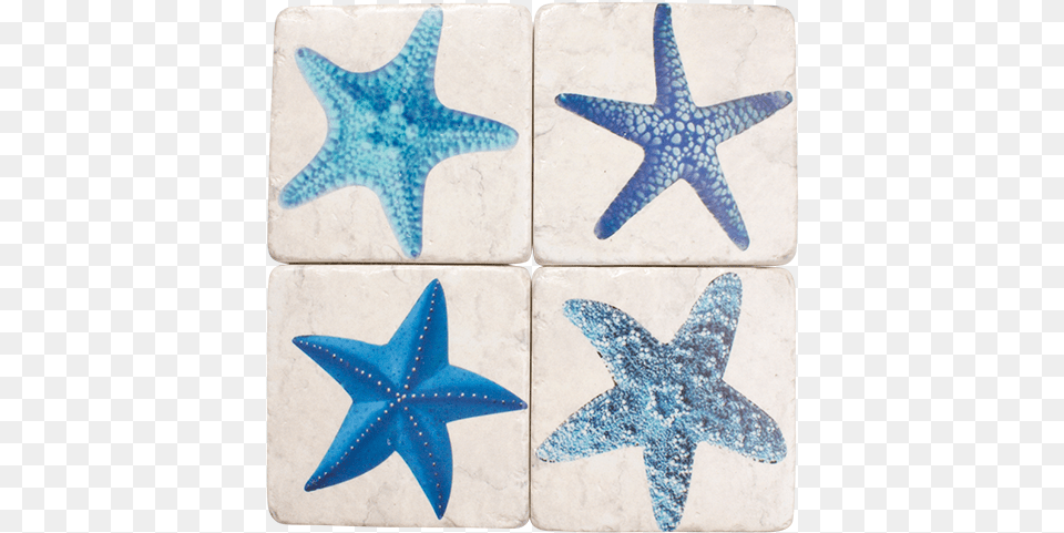 Star Fish, Sea Life, Animal, Invertebrate, Starfish Png Image
