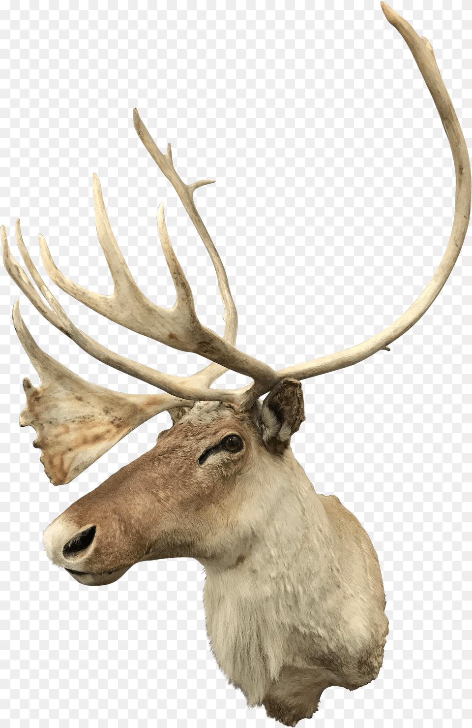 20th Century North American Caribou Mount Elk, Antler, Animal, Deer, Mammal Png