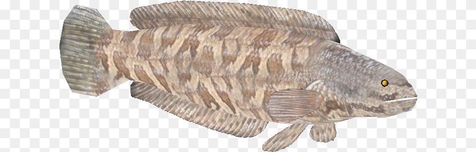 Snake Head, Animal, Fish, Sea Life Png Image