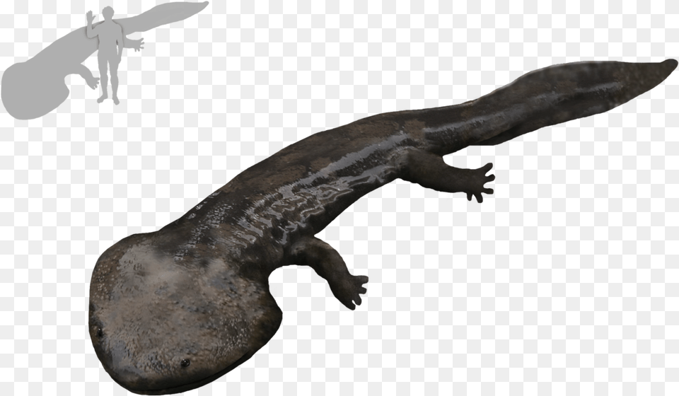 Salamander, Animal, Wildlife, Person, Fish Free Png