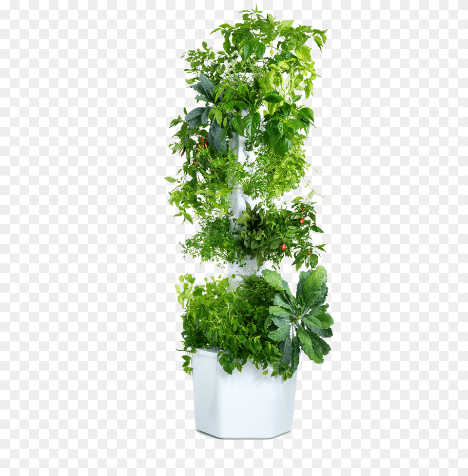 Gardening, Herbs, Leaf, Potted Plant, Plant Free Png Download