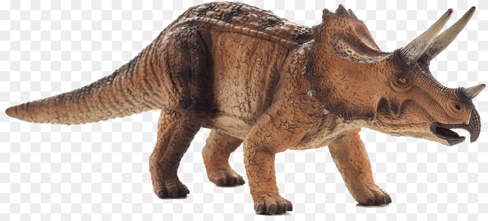 Triceratops Png Image
